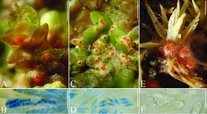 Attēlu rezultāti vaicājumam “Frullania dilatata”