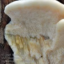 Attēlu rezultāti vaicājumam “Diplomitoporus flavescens”