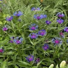 Image result for Flockenblume