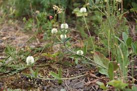 Attēlu rezultāti vaicājumam “Trifolium montanum leaf”