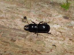 Attēlu rezultāti vaicājumam “Ceruchus chrysomelinus”