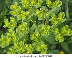 Attēlu rezultāti vaicājumam “Euphorbia helioscopia leaf”