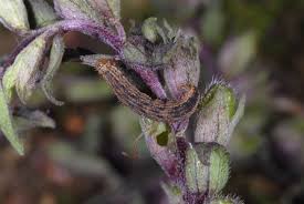 Attēlu rezultāti vaicājumam “Perizoma bifaciata”