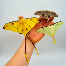 Attēlu rezultāti vaicājumam “Diacrisia sannio male”