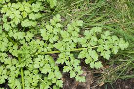 Attēlu rezultāti vaicājumam “Oenanthe oenanthe”