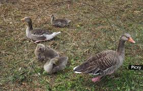 Attēlu rezultāti vaicājumam “Anser anser”