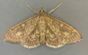 Attēlu rezultāti vaicājumam “Anania lancealis”