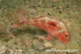 Image result for Pseudupeneus maculatus