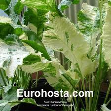 Attēlu rezultāti vaicājumam “Armoracia rusticana leaf”