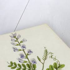 Attēlu rezultāti vaicājumam “Vicia sylvatica”