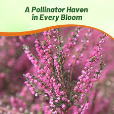 Attēlu rezultāti vaicājumam “Calluna vulgaris fruit”