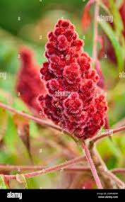 Attēlu rezultāti vaicājumam “Rhus typhina flower”