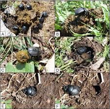 Attēlu rezultāti vaicājumam “Aphodius subterraneus imago”