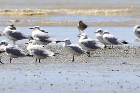 Image result for Chroicocephalus genei