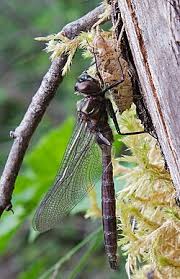 Attēlu rezultāti vaicājumam “Somatochlora flavomaculata”