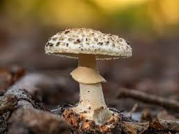 Attēlu rezultāti vaicājumam “Amanita citrina”