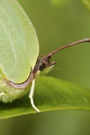 Attēlu rezultāti vaicājumam “Gonepteryx rhamni female”