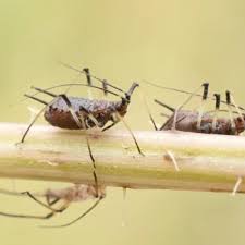 Attēlu rezultāti vaicājumam “Uroleucon hypochoeridis”