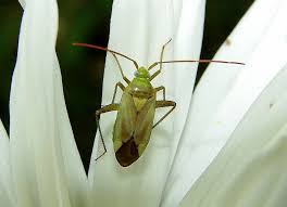 Attēlu rezultāti vaicājumam “Adelphocoris lineolatus imago”