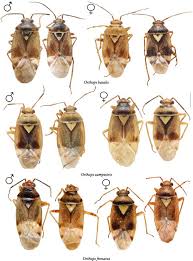 Attēlu rezultāti vaicājumam “Orthops basalis”