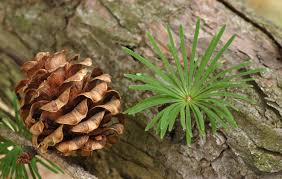 Attēlu rezultāti vaicājumam “Larix kaempferi”