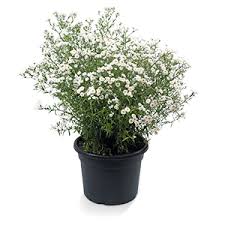 Attēlu rezultāti vaicājumam “Achillea ptarmica”