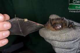 Attēlu rezultāti vaicājumam “Eptesicus serotinus”