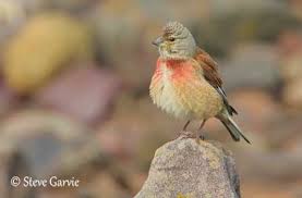 Attēlu rezultāti vaicājumam “Carduelis cannabina adult”