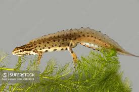 Attēlu rezultāti vaicājumam “Triturus vulgaris”