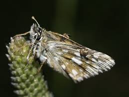 Attēlu rezultāti vaicājumam “Pyrgus serratulae”