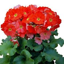 Image result for Primula obconica