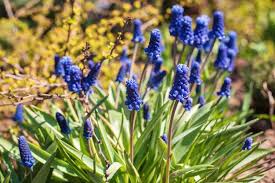 Attēlu rezultāti vaicājumam “Muscari neglectum flower”