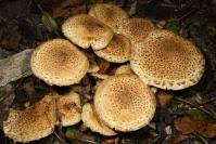 Attēlu rezultāti vaicājumam “Pholiota heteroclita”