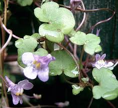 Attēlu rezultāti vaicājumam “Cymbalaria muralis flower”