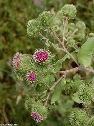 Attēlu rezultāti vaicājumam “Arctium lappa”
