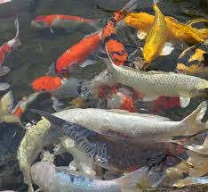 Image result for vissen