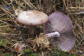 Attēlu rezultāti vaicājumam “Lepista nuda”