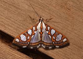 Attēlu rezultāti vaicājumam “Crambidae”