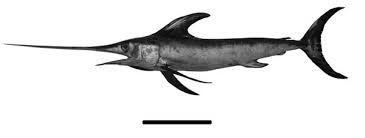 Image result for Xiphias gladius