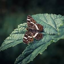 Attēlu rezultāti vaicājumam “Araschnia levana underside”