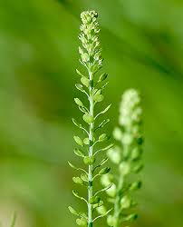 Attēlu rezultāti vaicājumam “Lepidium densiflorum flower”
