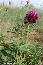 Attēlu rezultāti vaicājumam “Trifolium alpestre leaf”