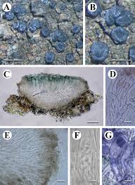 Attēlu rezultāti vaicājumam “Fellhanera subtilis”