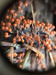 Attēlu rezultāti vaicājumam “Hemitrichia decipiens spores”