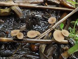 Attēlu rezultāti vaicājumam “Myriosclerotinia scirpicola”