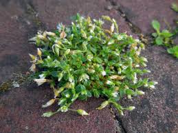 Attēlu rezultāti vaicājumam “Cerastium semidecandrum”