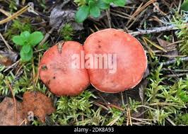 Attēlu rezultāti vaicājumam “Gomphidius roseus”