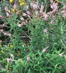 Attēlu rezultāti vaicājumam “Mentha longifolia”