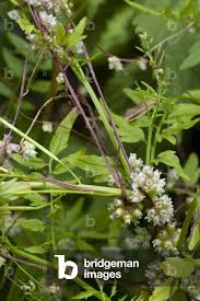 Attēlu rezultāti vaicājumam “Cuscuta europaea”