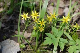 Attēlu rezultāti vaicājumam “Gagea pratensis flower”